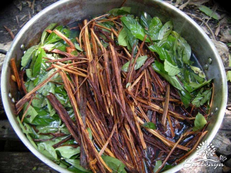 plantmedicijn ayahuasca thee caapi chacruna jurema