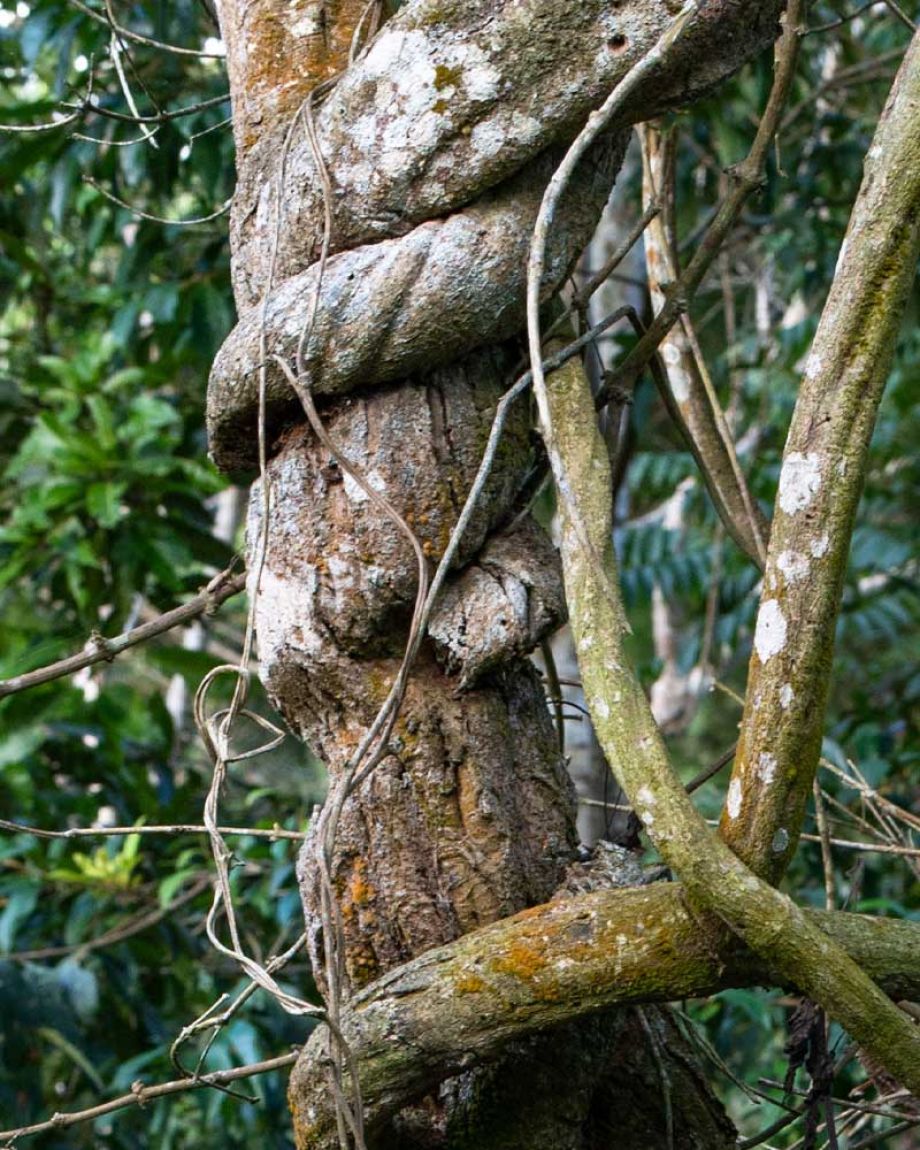 ayahuasca banisteriopsis caapi liaan van de ziel