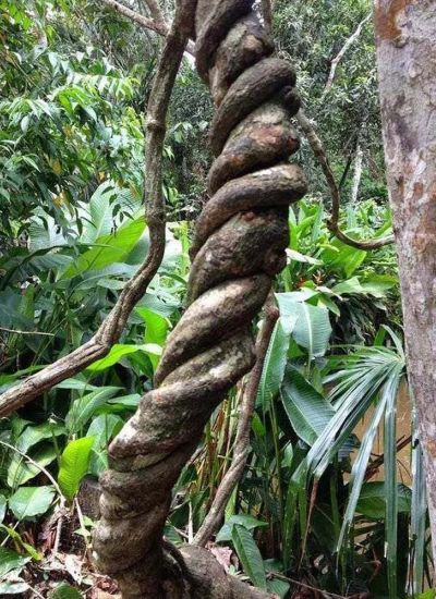 peganum harmala ervaringen anahuasca vs ayahuasca amsterdam dmt retreat