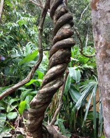 sattvaya banisteriopsis caapi ayahuasca plant