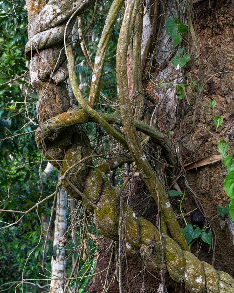sattvaya ayahuasca caapi banisteriopsis muricata
