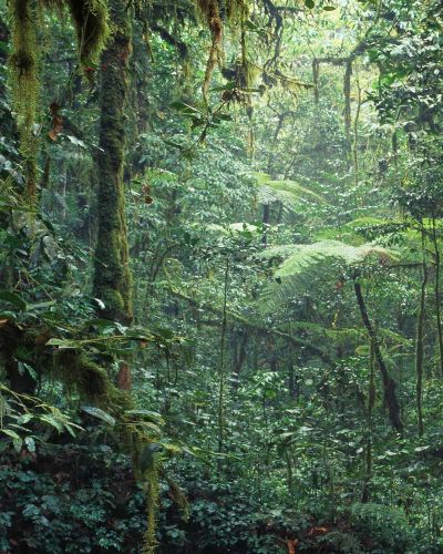 yagé vs ayahuasca vine mimosa hostilis